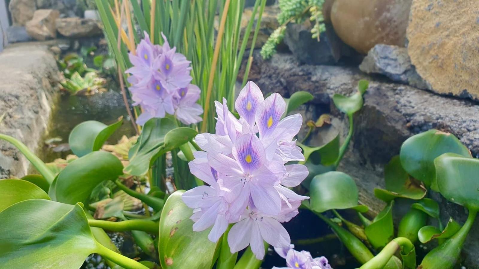 Finca Maracuya 埃尔帕索 外观 照片